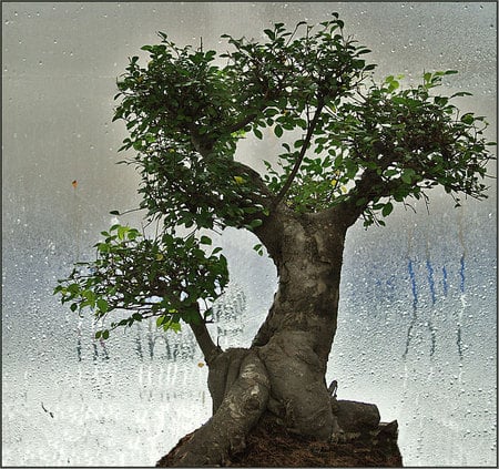 Baobab on Window - raindrops, baobab tree, window, art photo, nice, bonsai