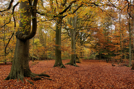 Autumn Forest - leaves, autumn, forest, trees