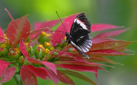 Lone Butterfly - pod, wings, seeds, black, white, yellow, red, plant, leaves, flower