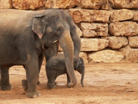 Elephants Family - elephants, picture, cool, family