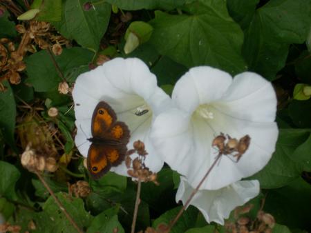 Butterfly on a Flower - flower, butterfly, nature, pretty