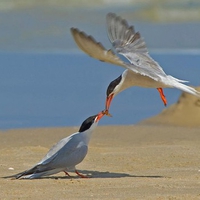 Beautiful Birds