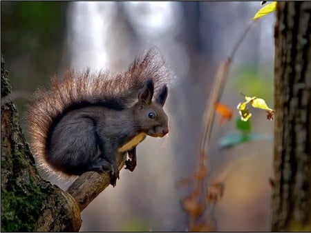 Squirrel on Tree - cool, on tree, squirrel, picture