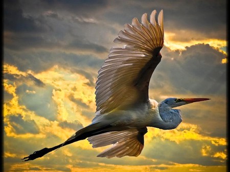 Flying Bird - bird, flying, picture, beautiful