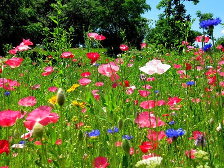 Wild Flowers - flowers, colorful, picture, wild