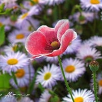 Poppy Flower