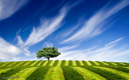 Tree up the Hill - hill, nature, tree, field