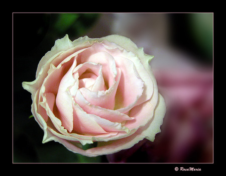 Rosa Maria 2 - closeup, alone, art photo, pink, beautiful, still life, rose