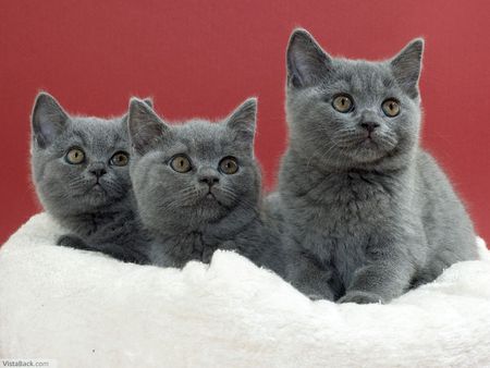 here we are - grey, baby, cats, sweet, cute, little