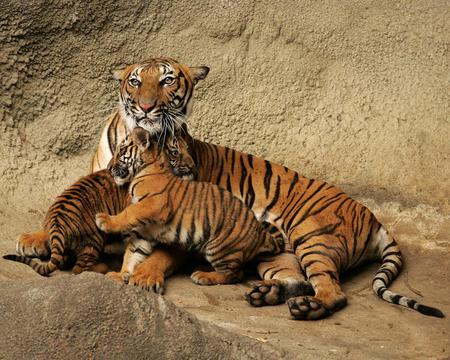 Mother And Cubs - animal, tiger, nature, wild