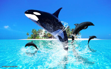 Dolphin Jumping - sea, dolphins, ocean, orca