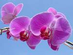 Lavendar Pink Orchid