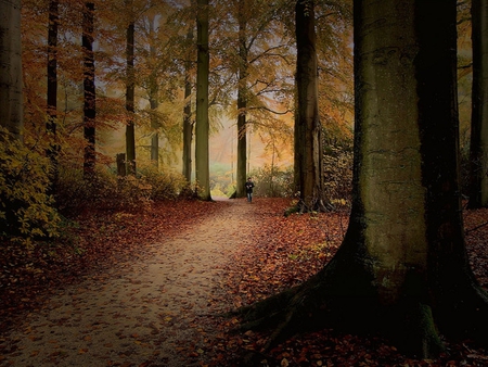 Woodland Walk - woodland, beech, forest, trees, walk