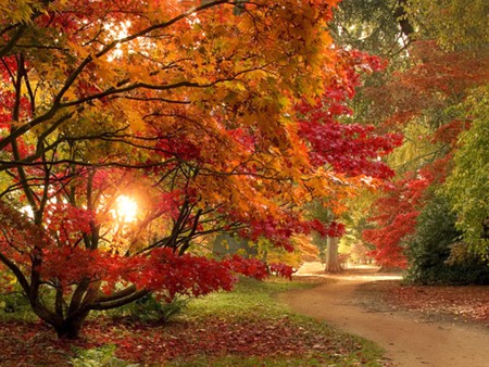 Colors of Autumn - picture, beautiful, autumn, colors, leaves