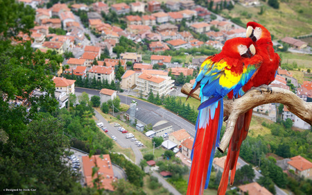 Pair Parrots over the City - colours, beauty, city, parrots