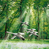 Ducks over the Magical Forest