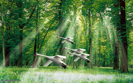 Ducks over the Magical Forest - trees, forest, ducks, green