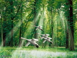 Ducks over the Magical Forest