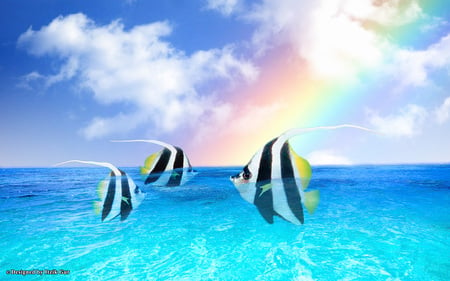 Angel Fishes in the Rainbow - fishes, sea, rainbow, sky