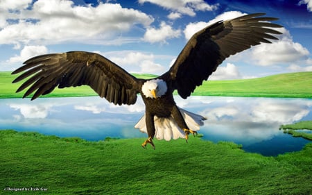 Bald Eagle over the Lake - green field, bald eagle, lake, eagle, clouds, animal, blue sky, bird