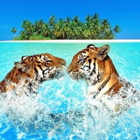 Pair Tigers Swimming