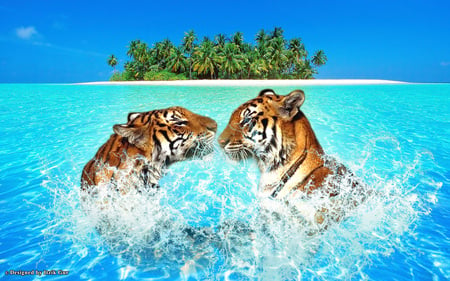 Pair Tigers Swimming - pair, island, sea, tigers