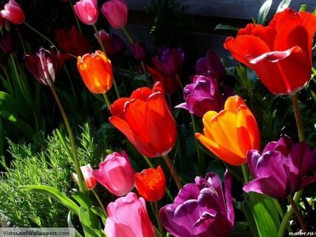 tulips - purple, pink, red, tulips, orange, garden