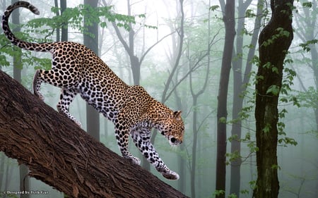 Leopard in the Forest - nature, beauty, leopard, forest