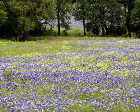 bluebonnets - flowers, nature, bluebonnets, fields