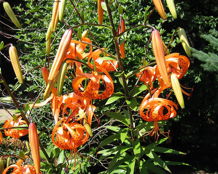 orange lillies - flowers, nature, garden, lillies, orange