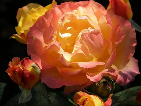 rose for Katica - orange, flame, shine, rose