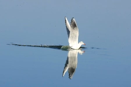 seagull - lake, water, reflection, seagull