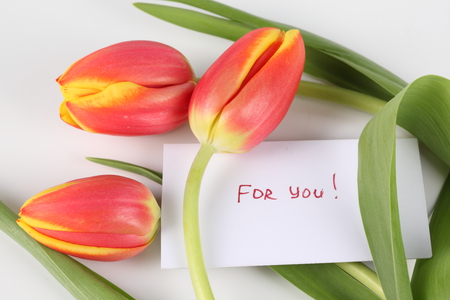 For you.....JACQELINE! - photography, romance, photo, flower, bouquet, tulip, flowers, tulips, message, nice, beautifully cool