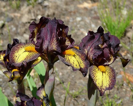 iris didgeridoo - purple, yellow, didgeridoo, flowers, iris