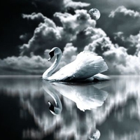 SWAN REFLECTION