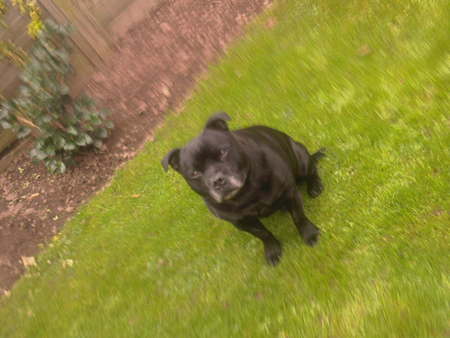 cassy the staffy - very nice, black, dog, paradise