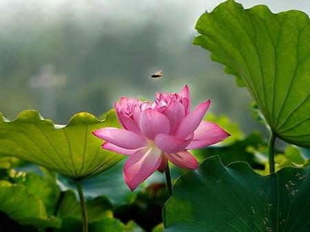 lilly pond - lilly, cg, flower, 3d