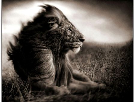 WIND IN SAVANAH - savanah, life, lion, wild, photo, wind