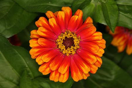 Flower - leaves, orange, flower, nature