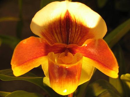 Flower - flower, light, orange, yellow, nature