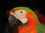 Macaw