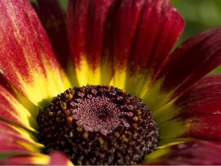 Flower - red, flower, yellow, nature, daisy