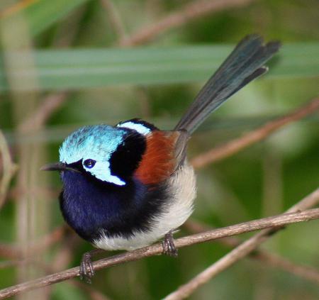 Bird - bird, tree limb, colors, animal