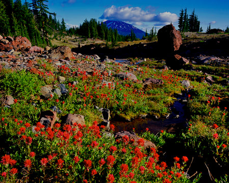 Flowers - sky, rocks, flowers, trees, nature