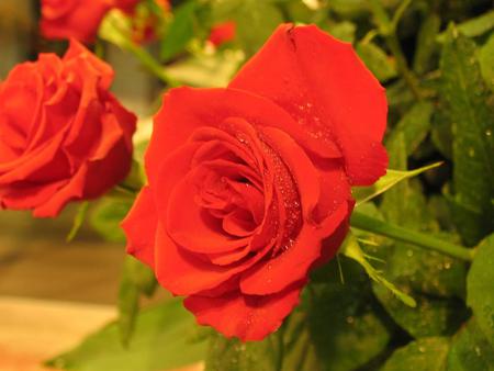 Rose - nature, flowers, roses, red