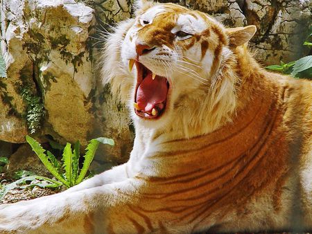 Big Rawwwr - animal, beautiful, photography, forest, tiger, wild, cat