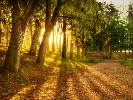 Autumn Morning - trees, beautiful, photography, sunrise, forest, path, autumn, green, sun