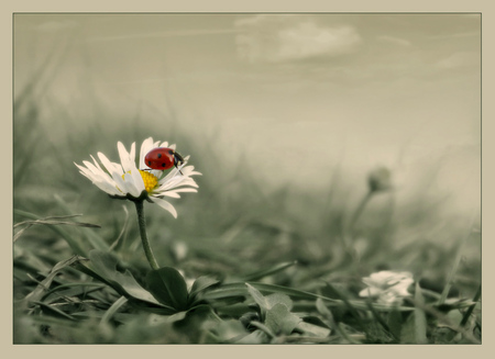 Daisy & Lady Bug - white, nice, art photo, field, daisy, lady bug, flower