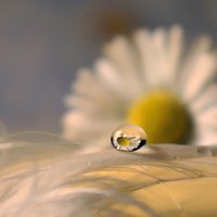 Raindrop Reflection