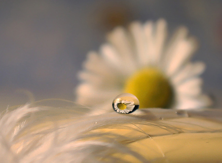 Raindrop Reflection - white, raindrop, reflection, art photo, beautiful, daisy, flower